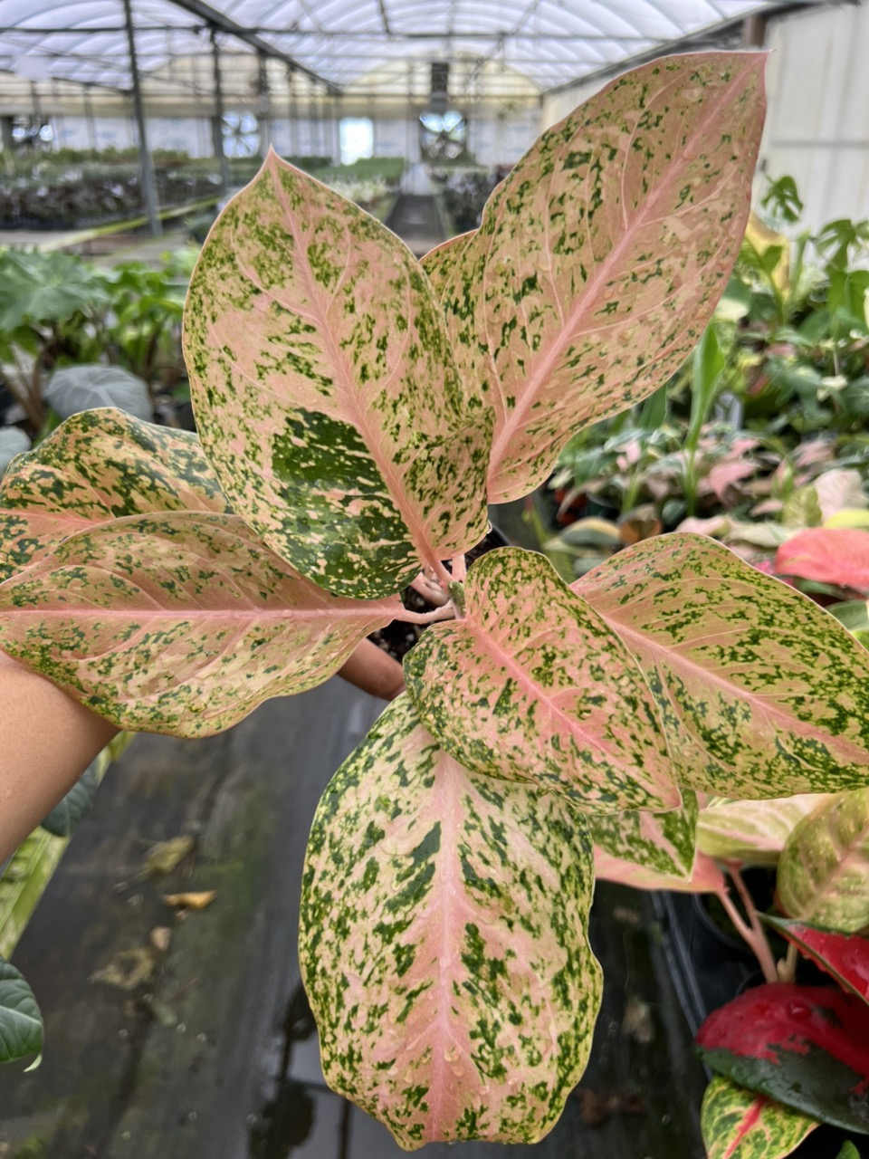 4” Aglaonema Orange Goldstar - Exact Plant🌱 ($49) from @Jenisprouts