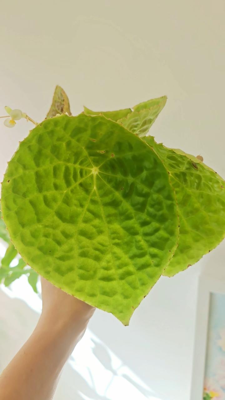 Hoya Mathilde Grey Fairy | UNROOTED fresh cutting ($130) from