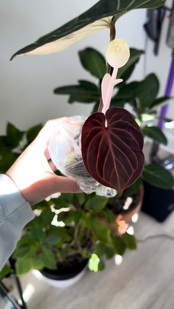 Anthurium HU/KOS ($180) from @PinkPlantHouse