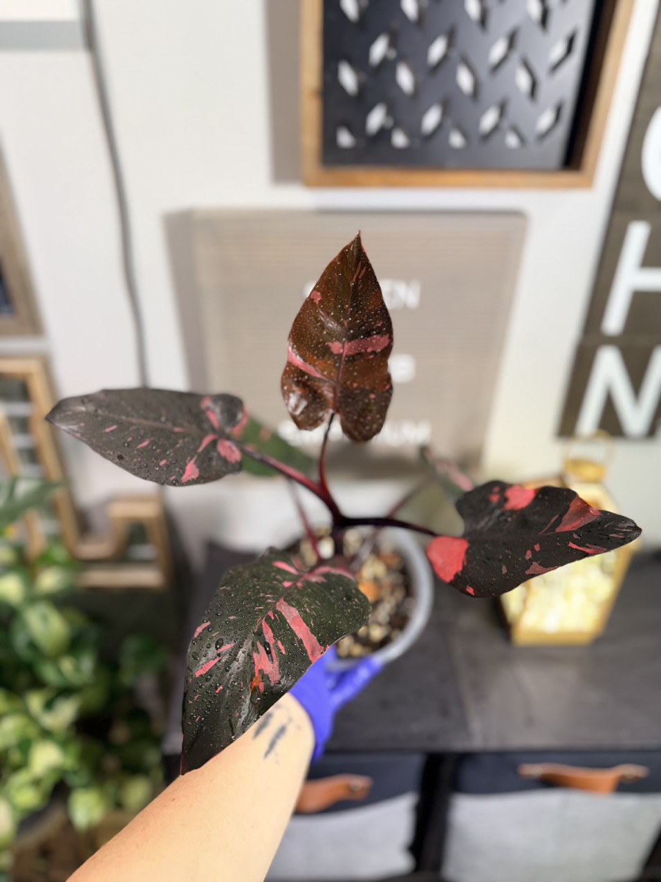 philodendron red anderson variegated Philodendron 'Red Anderson' (babyplant) – Secret Garden Plant Shop main image 1