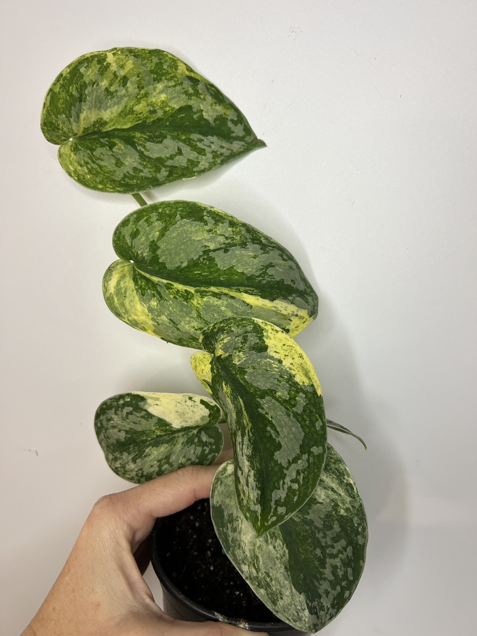 専用Prabu, exsotika var, salaca aurea,noid rYLcR07.jpg