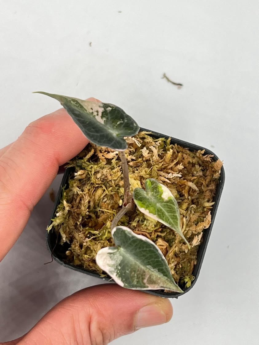 De Beer Blue Alocasia ($700) from @MonsterasAndPlants