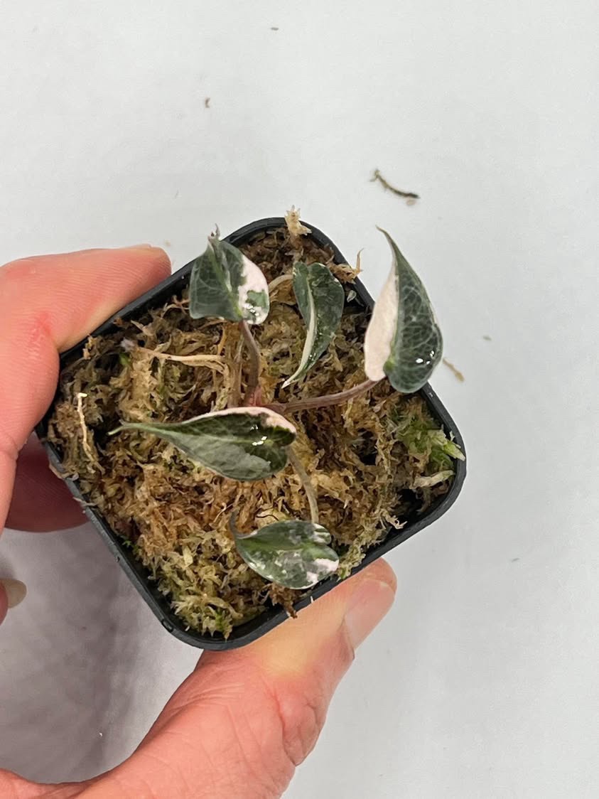 De Beer Blue Alocasia ($700) from @MonsterasAndPlants