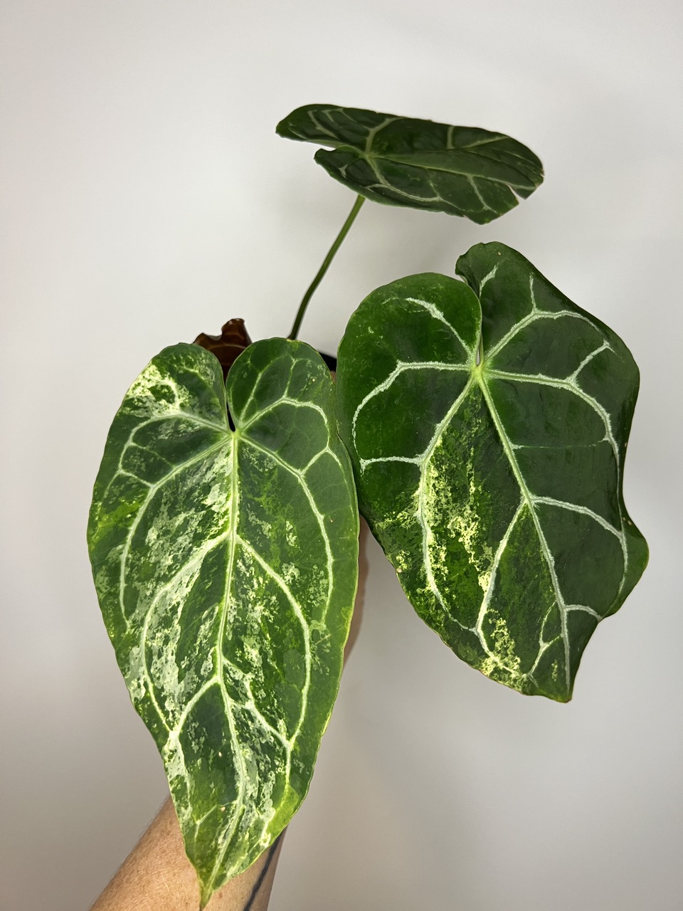 Anthurium Variegated Crystallinum ($1145) from @TropicalPlantShop