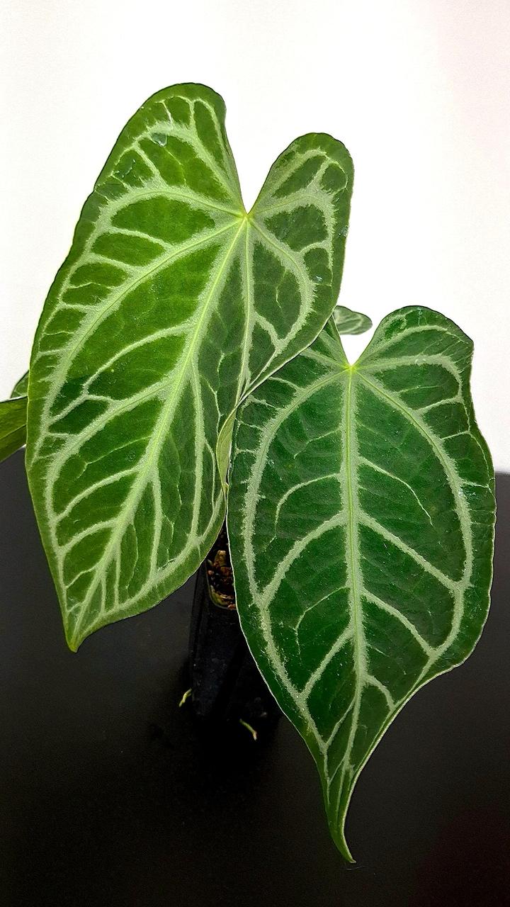 A45 FTG Crystal Fairchild Tropical Garden Anthurium by NSE