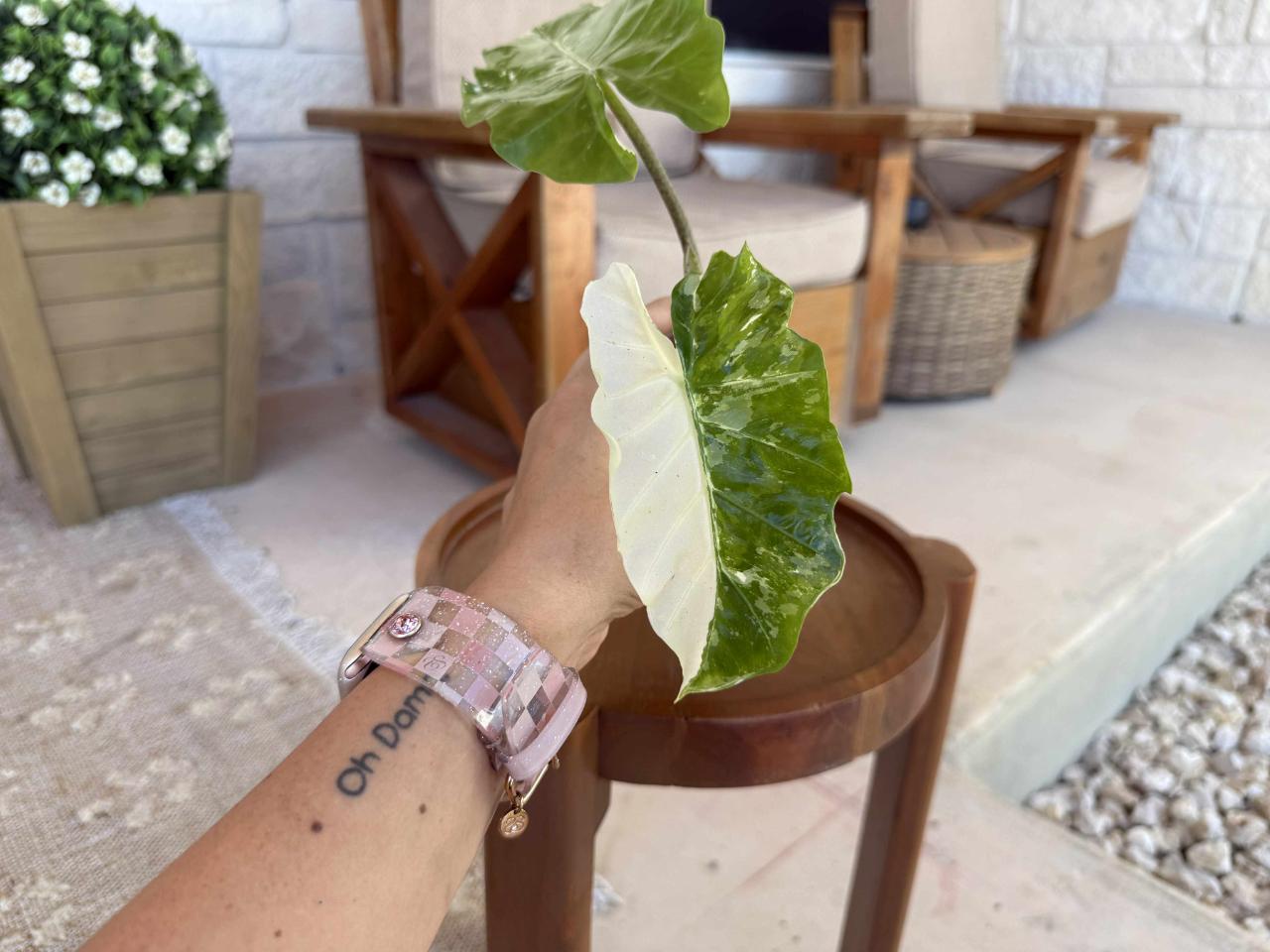 Alocasia Albo Low Rider ($250) from @GanFamProp