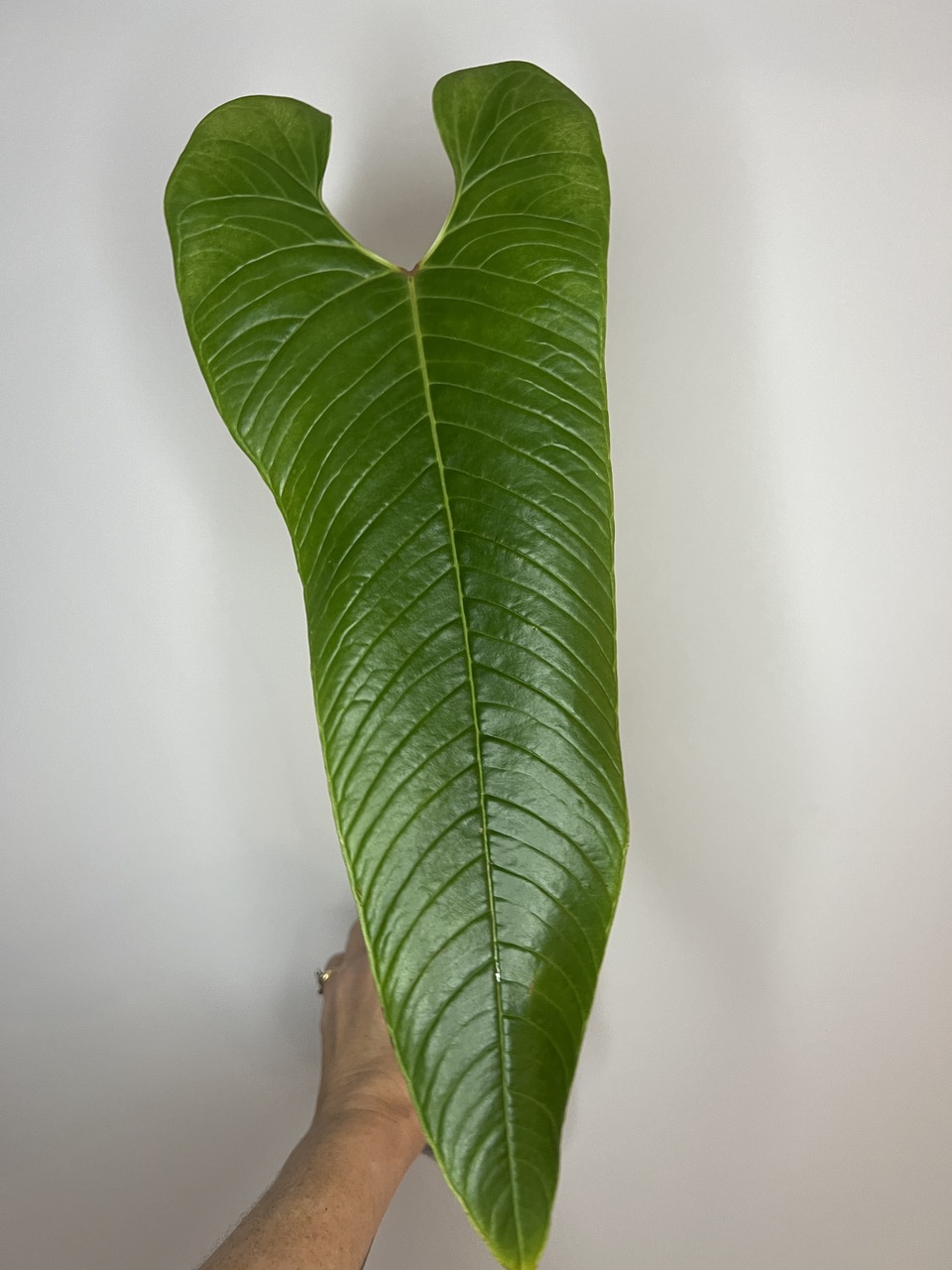 hanging plant stands indoor Plant Hanger (Light & Airy) main image 1