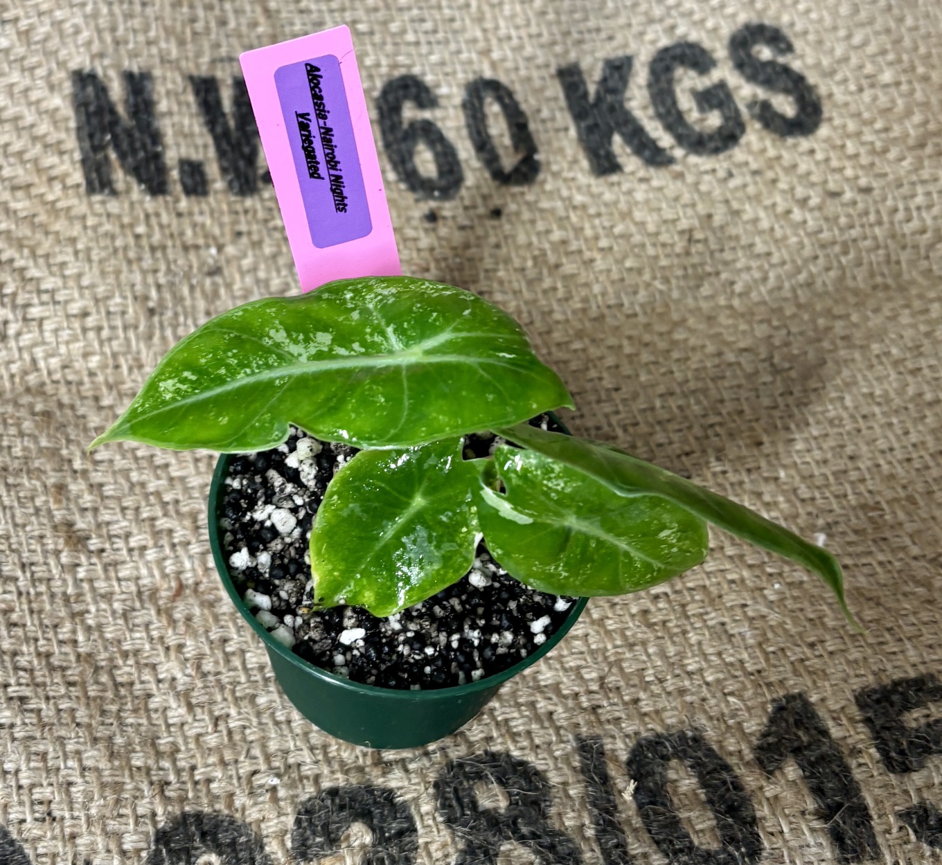 Unicorn RARE*** Alocasia Nairobi Night Variegated (Pink) ($75