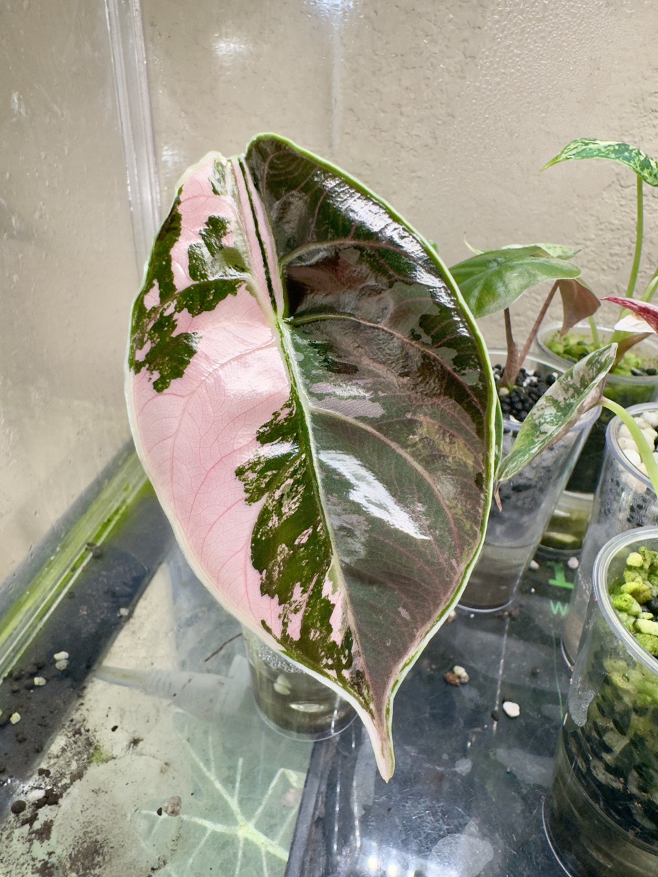 19A Alocasia Polly Pink Variegatedアロカシア・ポリー・ピンク