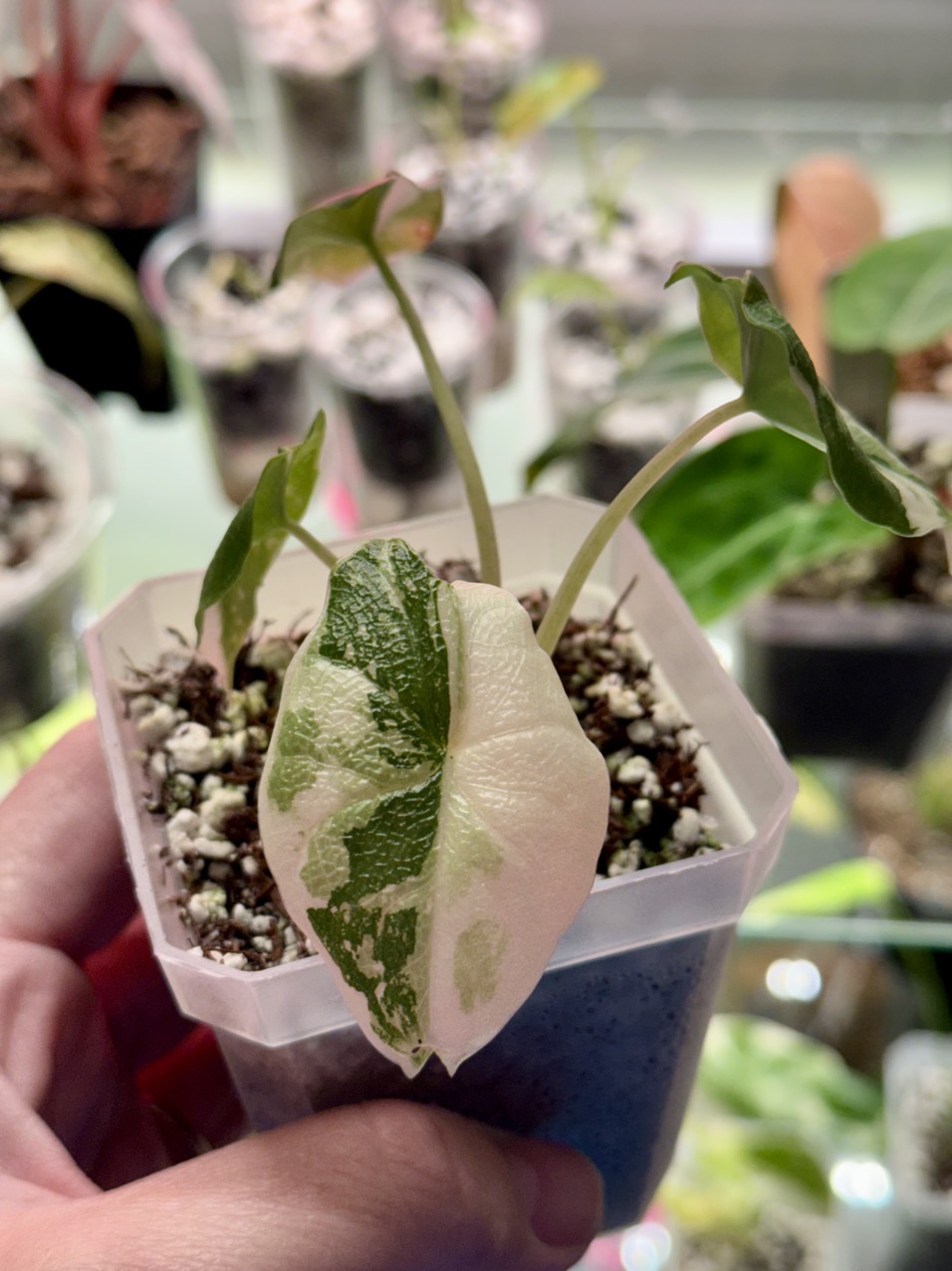 Alocasia Melo Albo Pup ($225) from @Chakana_Warmi_Plants
