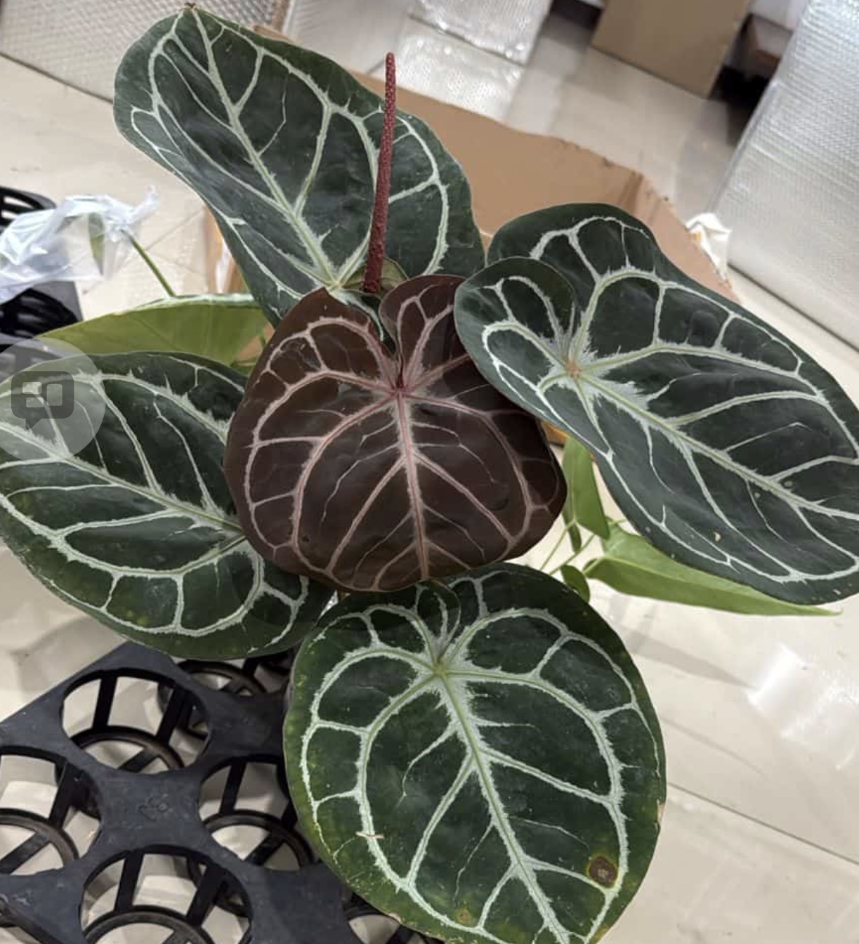 Tezula Dreamweaver-Necromancer x HU Red Tiger Anthurium Seedling