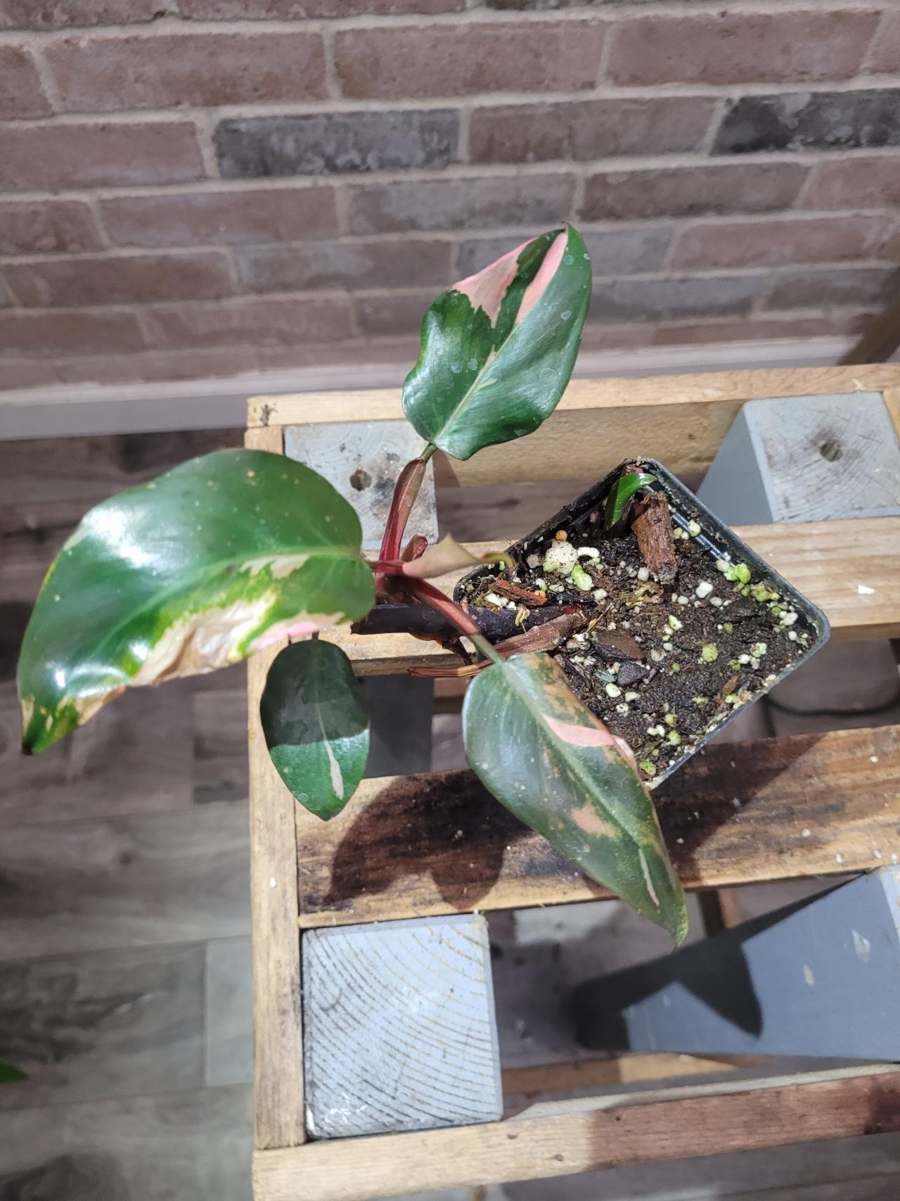 Philodendron white ice princess ($22) from @Crazyplantgrandma