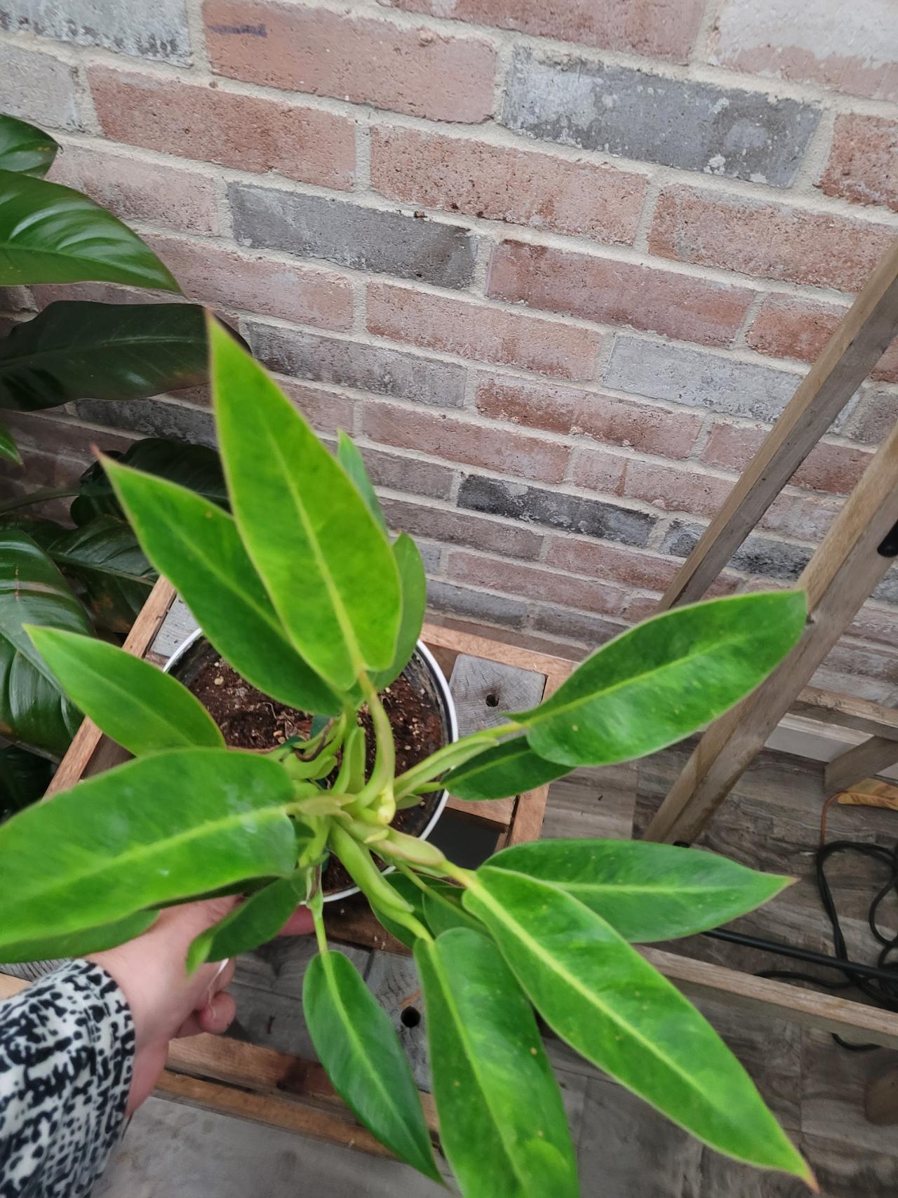 philodendron verrucosum types Philodendron verrucosum variegated *Grower's Choice* main image 1