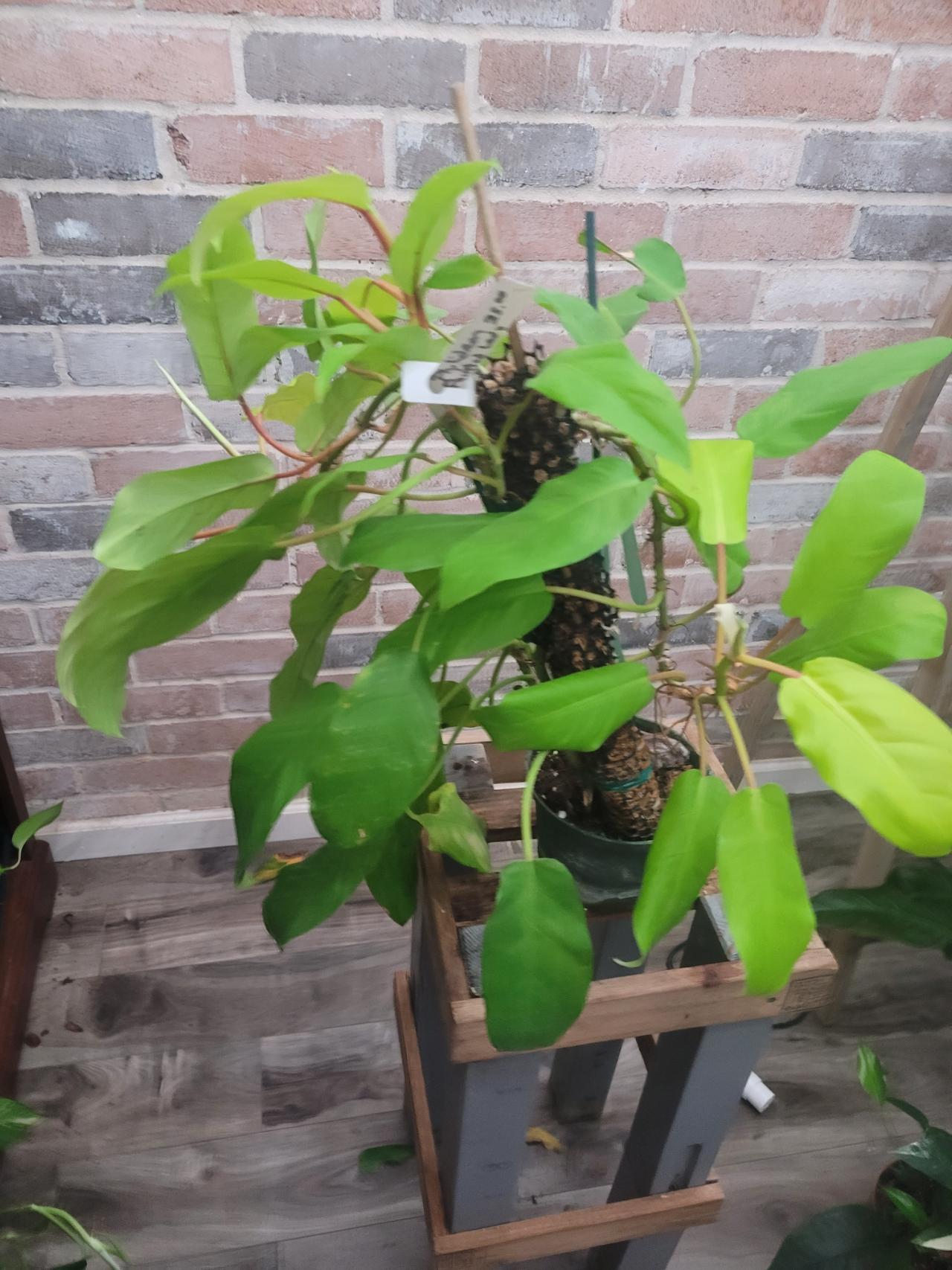Philodendron white ice princess ($22) from @Crazyplantgrandma