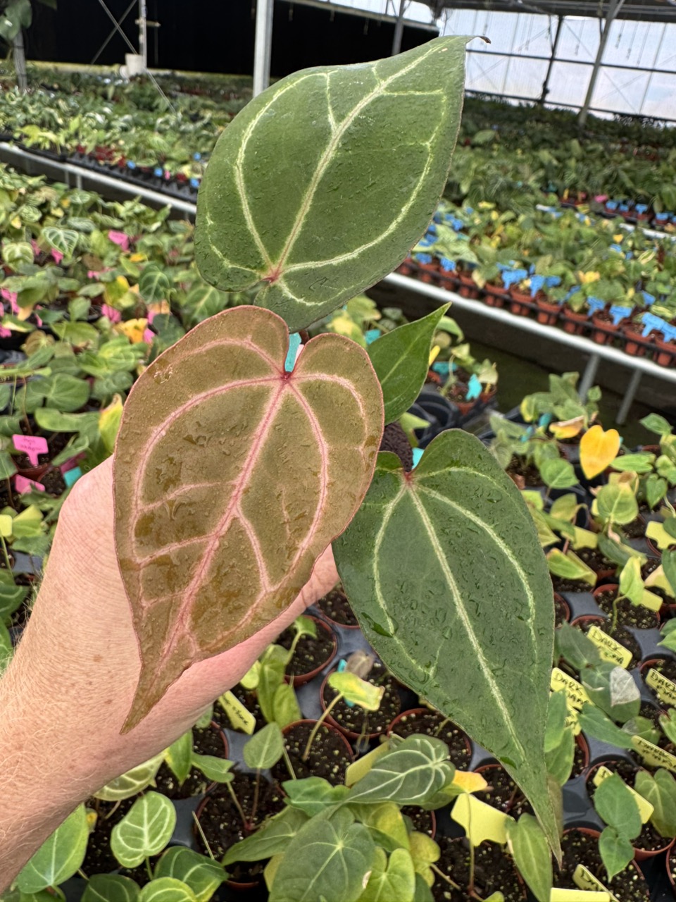 Anthurium Red Crystallinum x SKG Silver 4in GC ($60) from @TheLadyCove