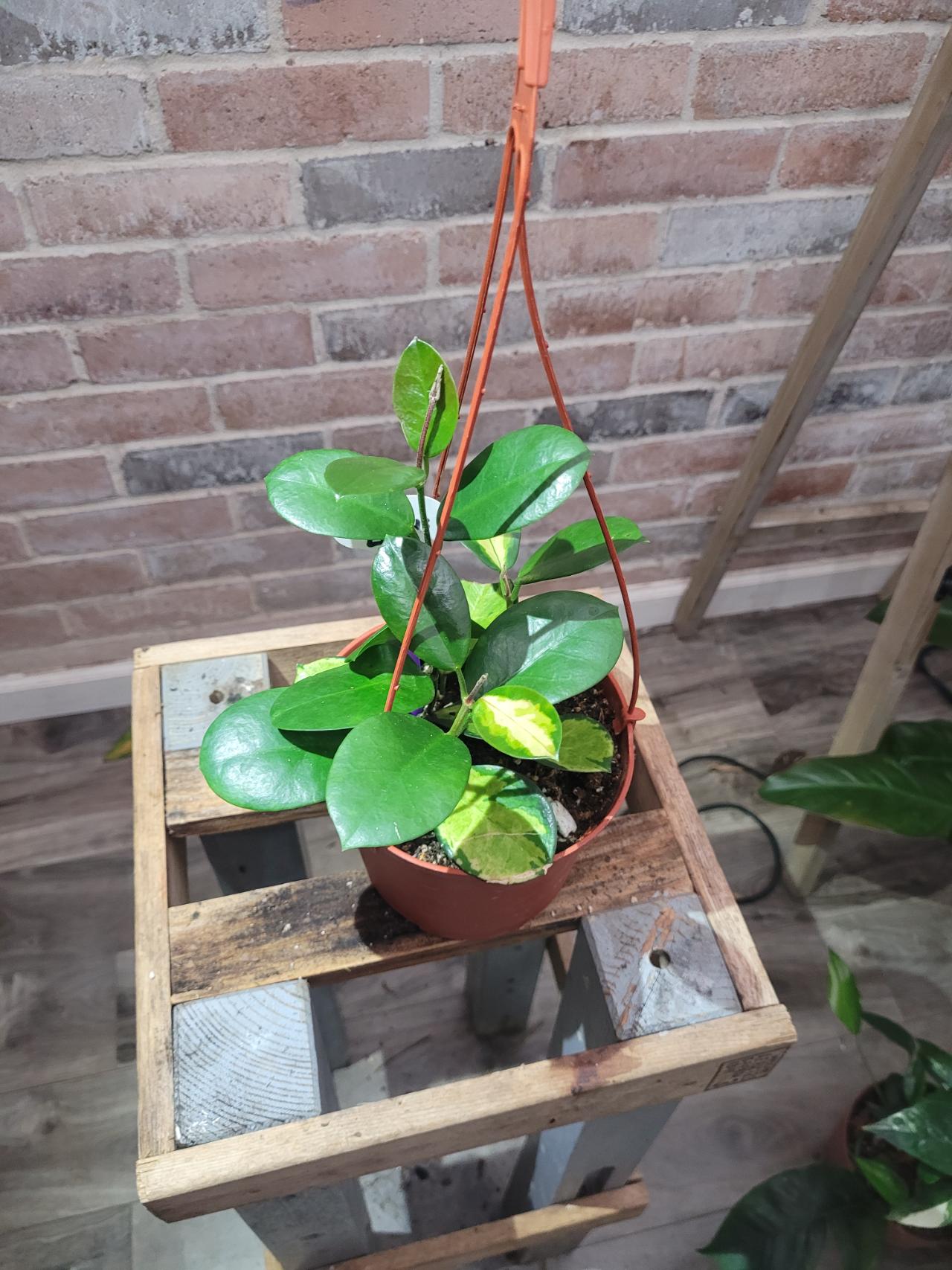 Philodendron white ice princess ($22) from @Crazyplantgrandma