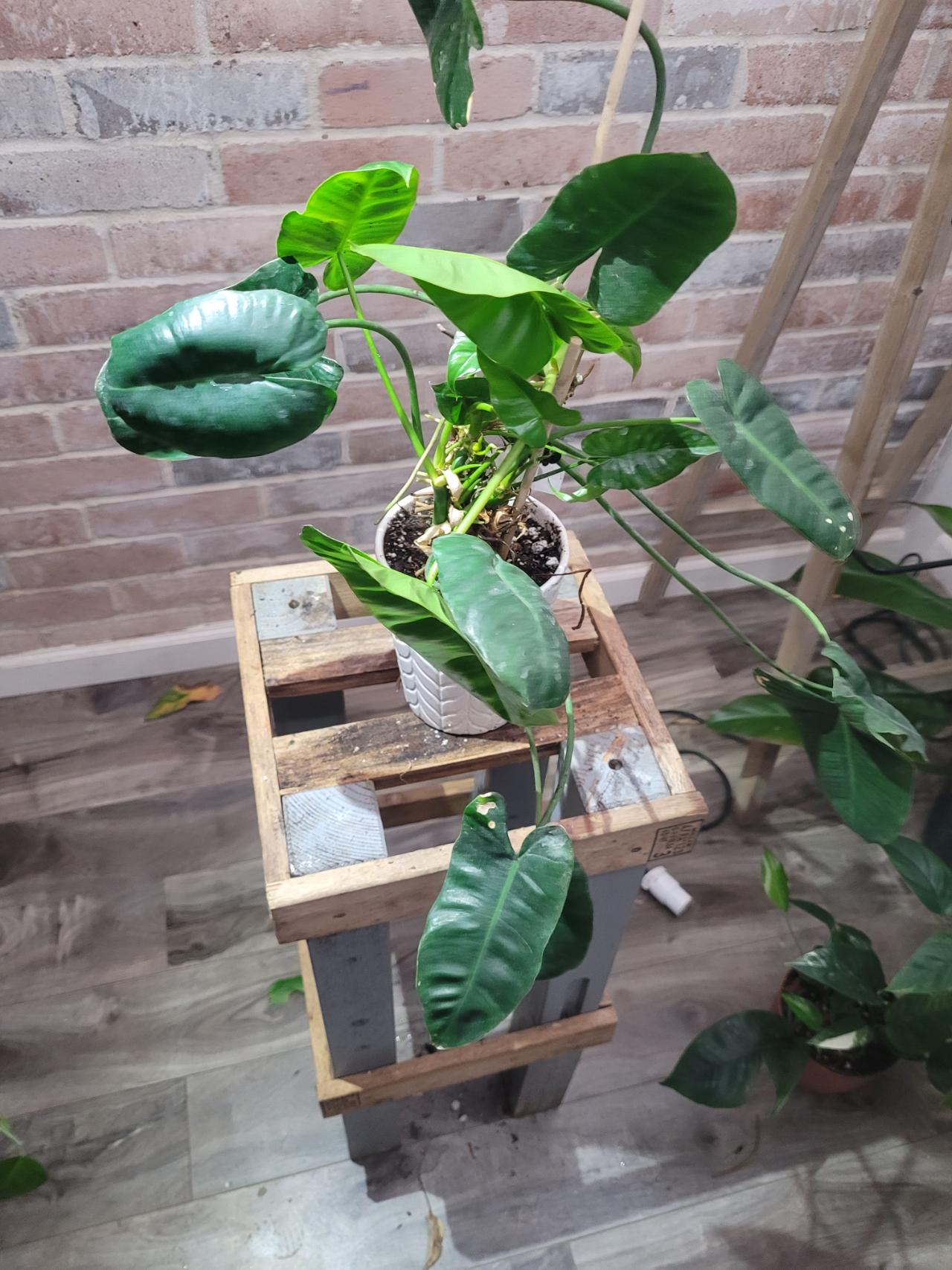 Philodendron white ice princess ($22) from @Crazyplantgrandma