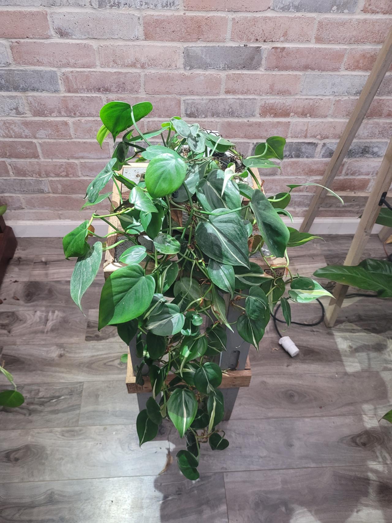 Philodendron white ice princess ($22) from @Crazyplantgrandma