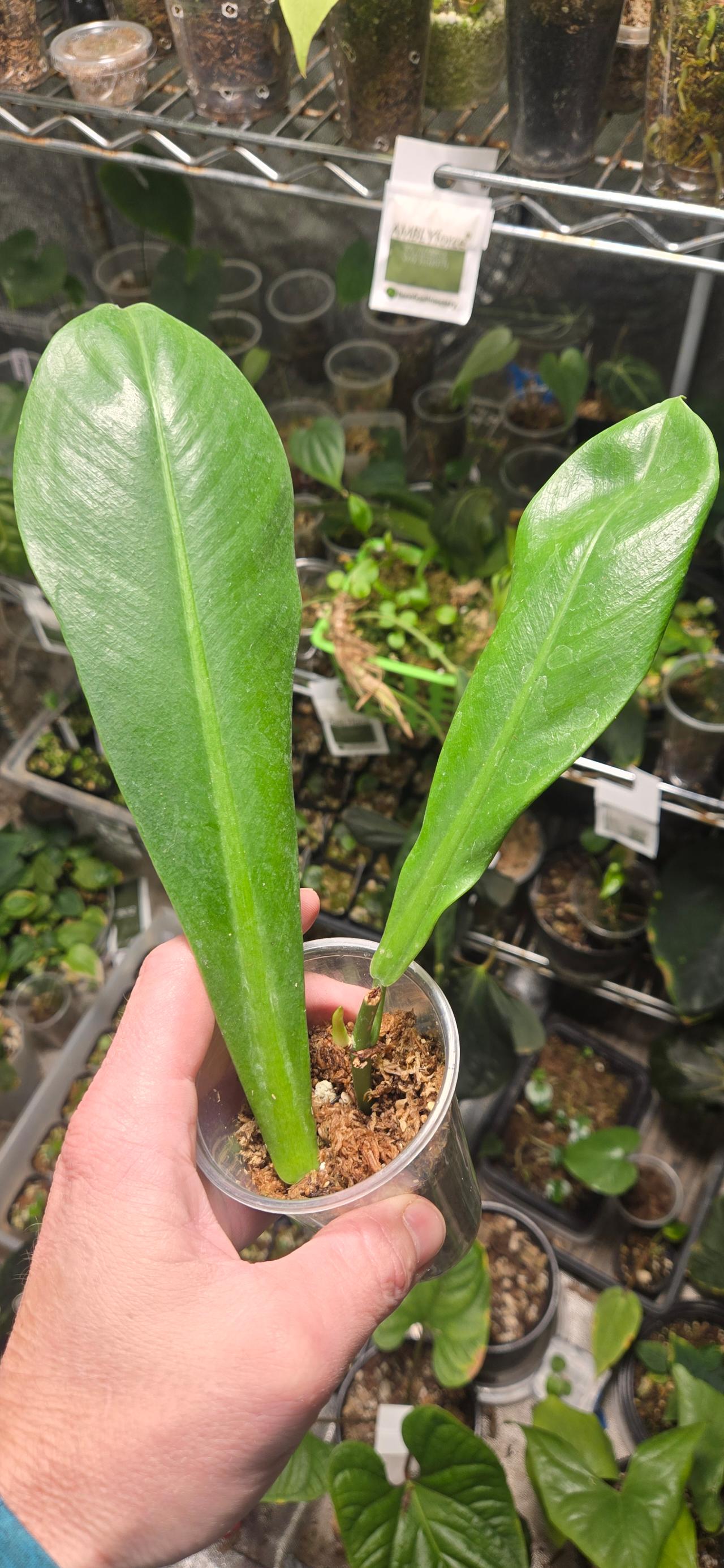 Philodendron linnaei with provenance (Santarm, Brazil) ($65) from  @Arizona_Aroids