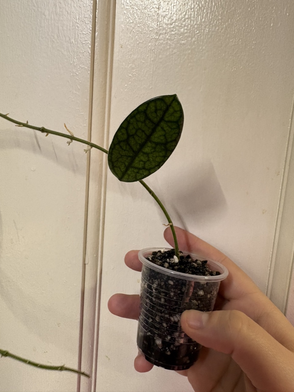 Hoya Lyi NoID ($15) from @MaeLee