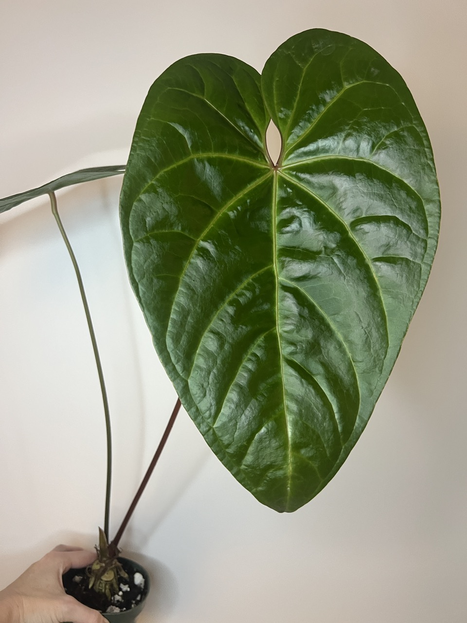 174 Shuar Princess シュアールプリンセス　アンスリウム Anthurium Shuar Princess ($85) from @TropicalPlantShop