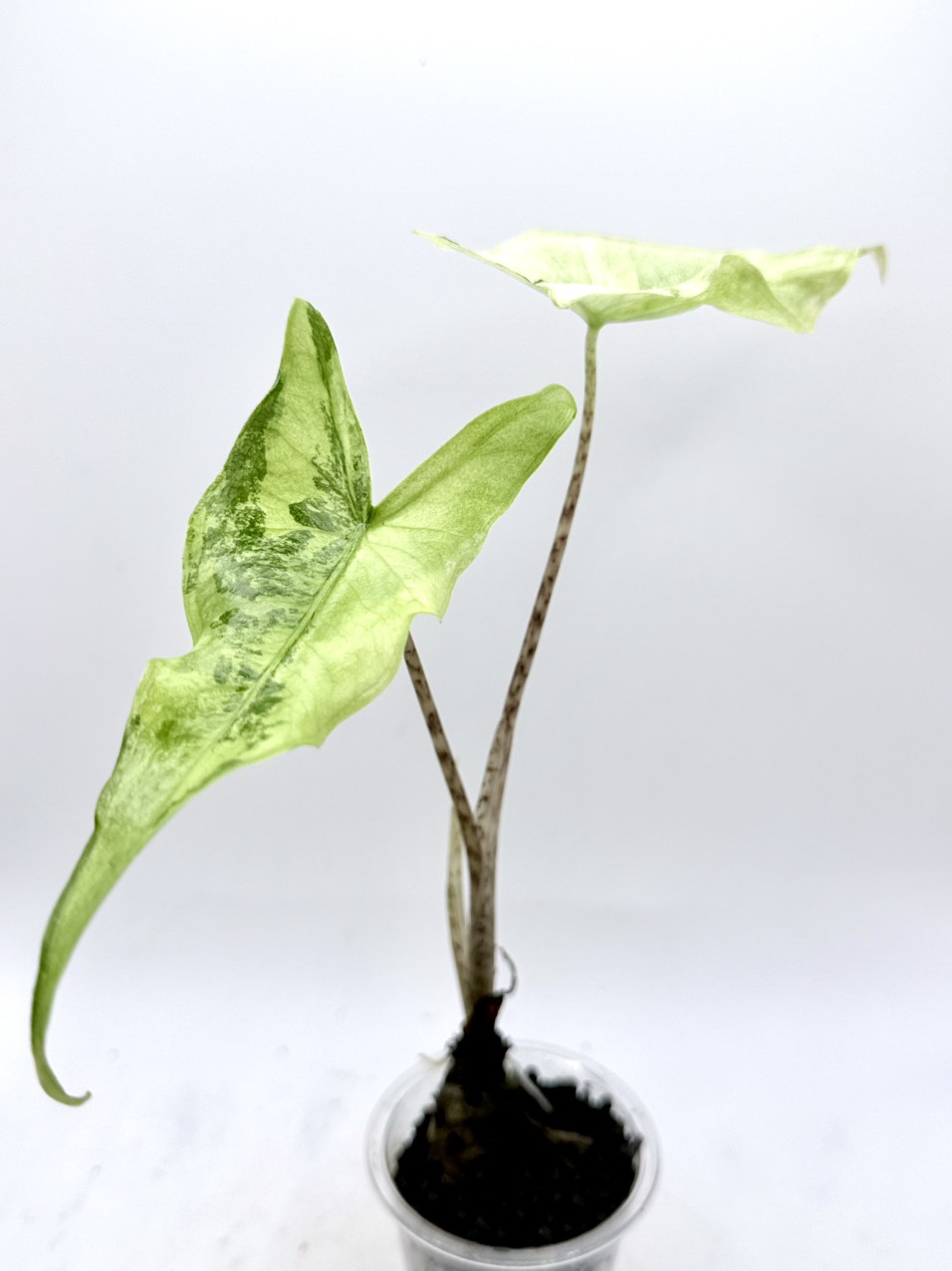 zimmerpflanze bogenhanf Sansevieria trifasciata main image 1