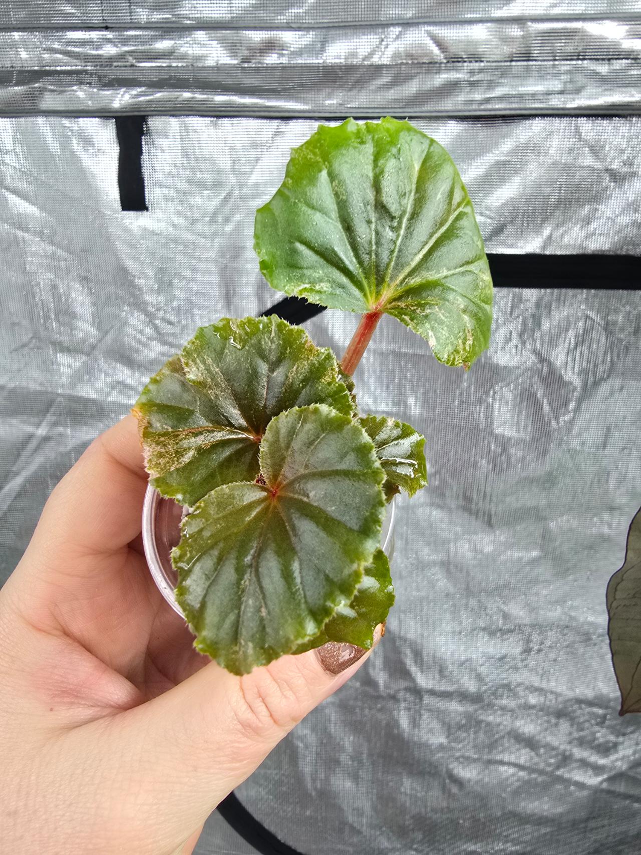 Begonia Pink Cucullata ($45) from @LeafandSpathe