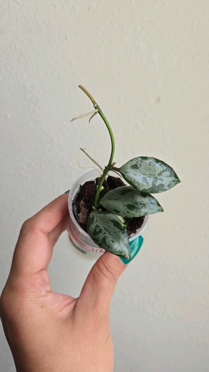 ガラスのカゴ23センチ× 24センチ　HOYA Hoya Lacunosa 'Green Flame' #2353 ($25) from @PlantyDropper