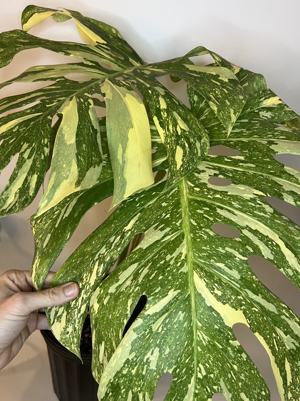 Monstera White Snow ($350) from @TropicalPlantShop