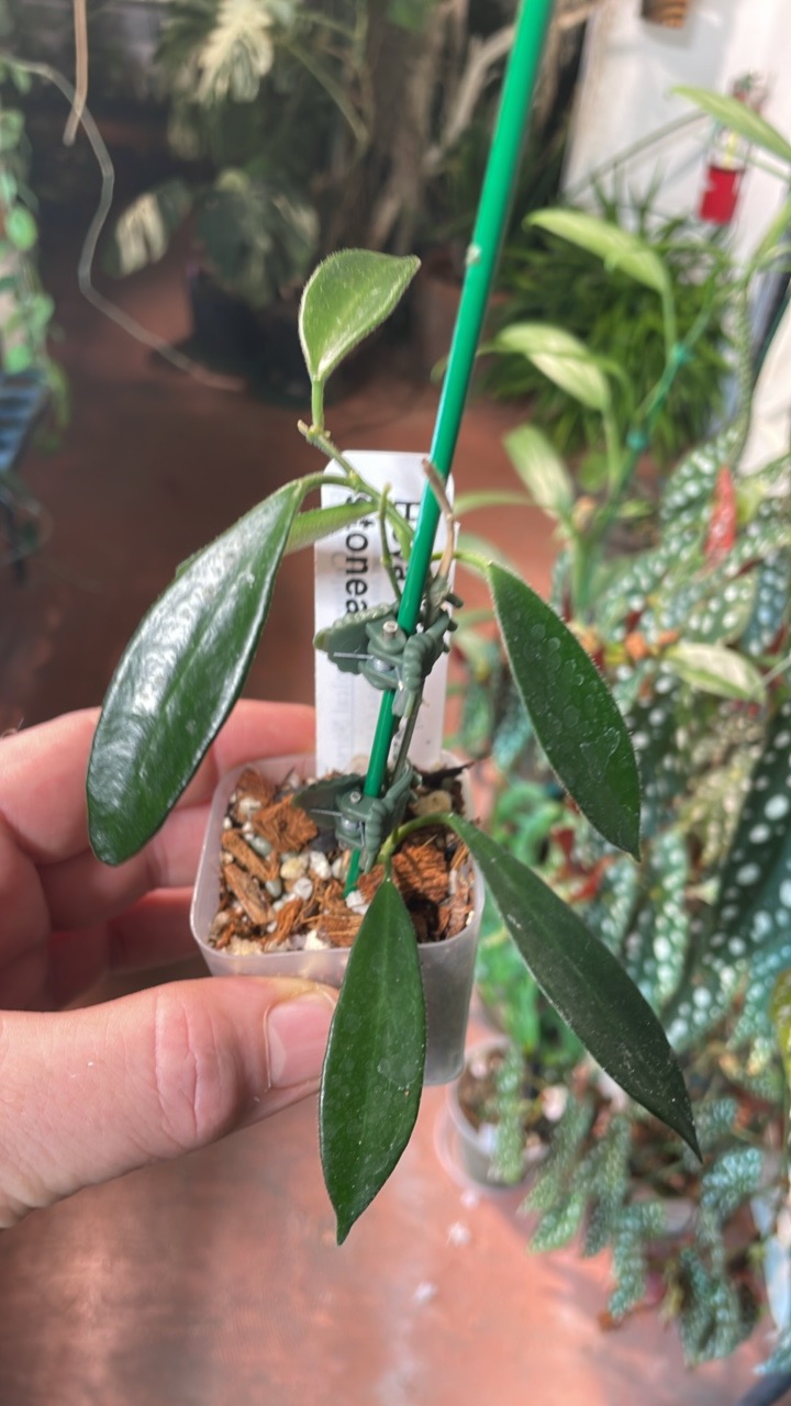 Hoya Mellie sms 019 ($25) from @FloriCulture