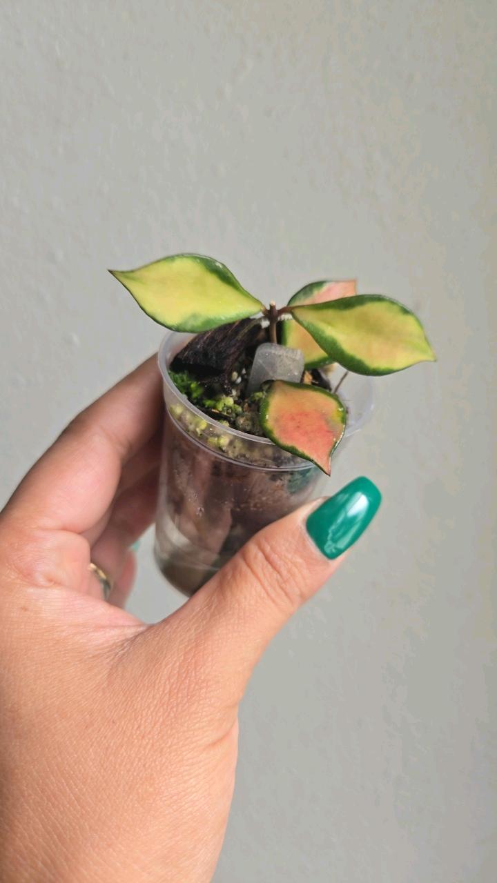 Hoya bakoensis variegated 　4~５センチカップ植え Hoya Bakoensis Variegated – TerraFlora Global