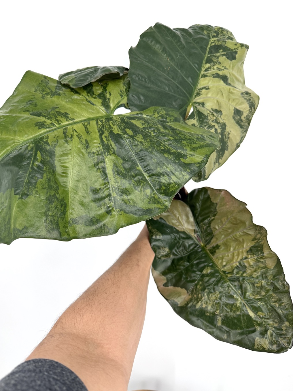専用Prabu, exsotika var, salaca aurea,noid Alocasia Yucatán Princess Aurea Pup ($65) from @MildToWildStudio