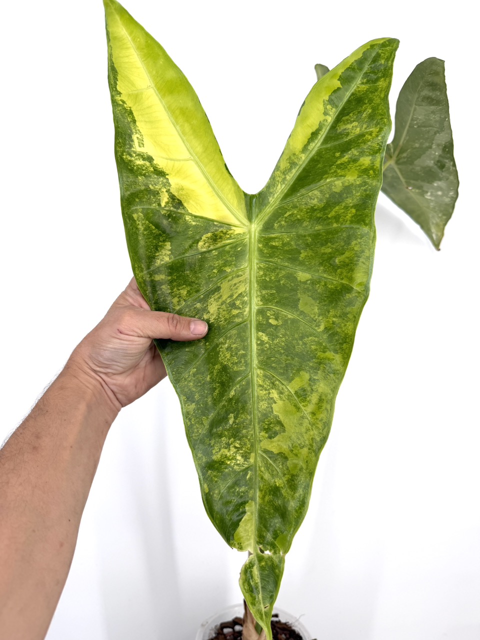 Alocasia Longiloba Albo/Aurea Variegated XXL CORM ($60) from