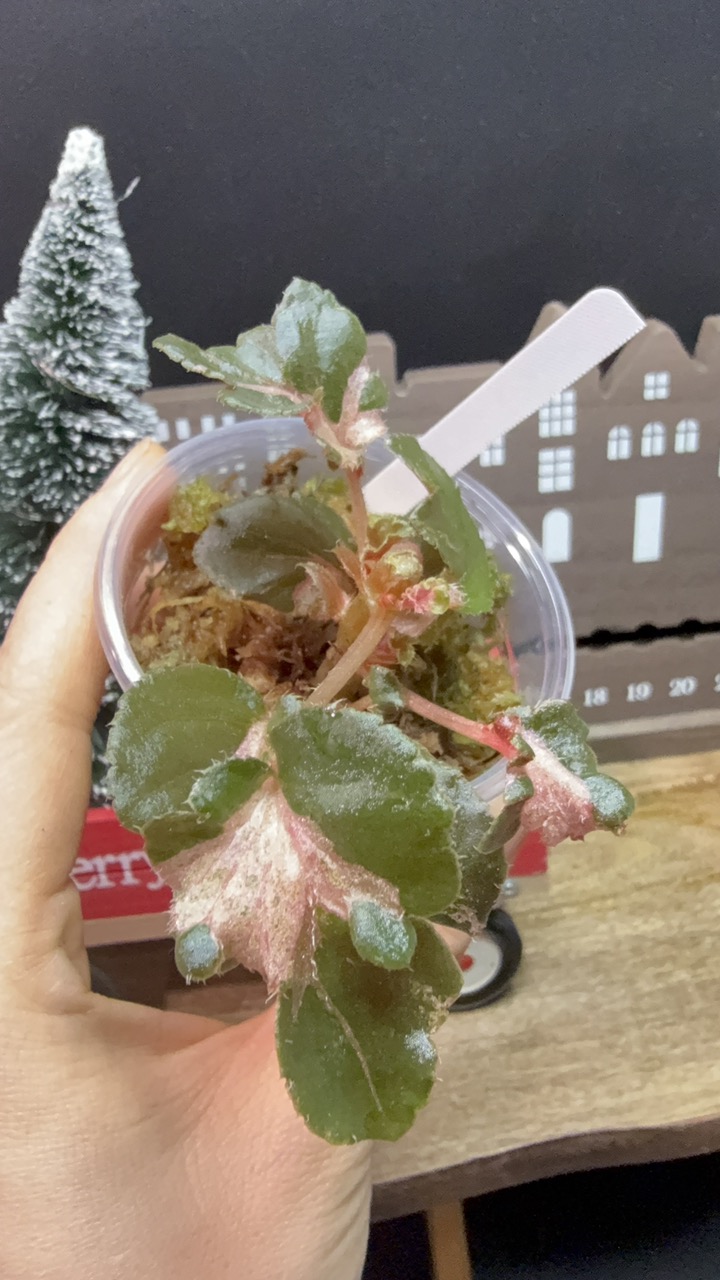 begonia cucullata variegated pink variegation rooted#38 ($134.99