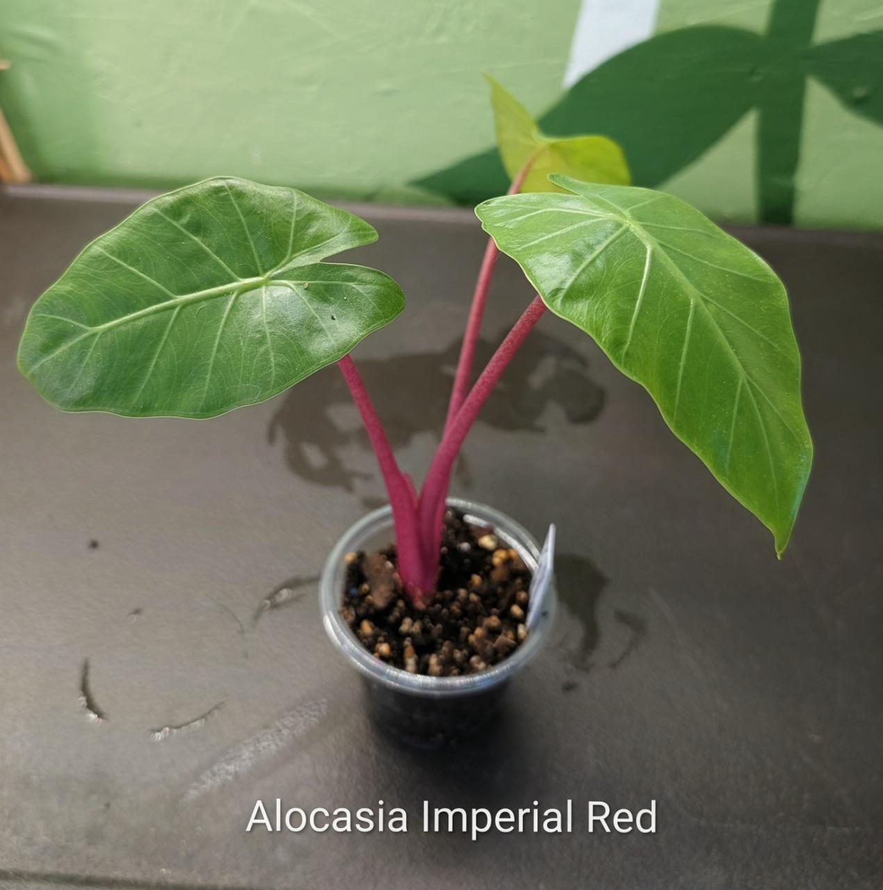 Alocasia Imperial Red ($45) from @YourPlantHaven