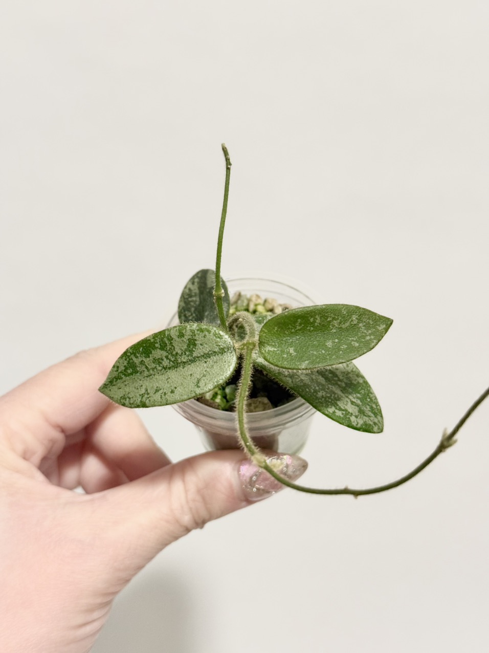 Hoya lyi 'Prism' (Pink Flowers) ($35) from @thetrailingfoliage