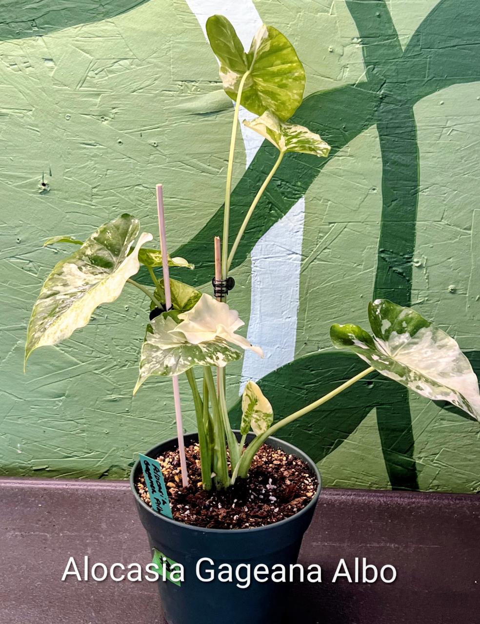 アボカドリームタイヤ4 Alocasia Imperial Red ($45) from @YourPlantHaven