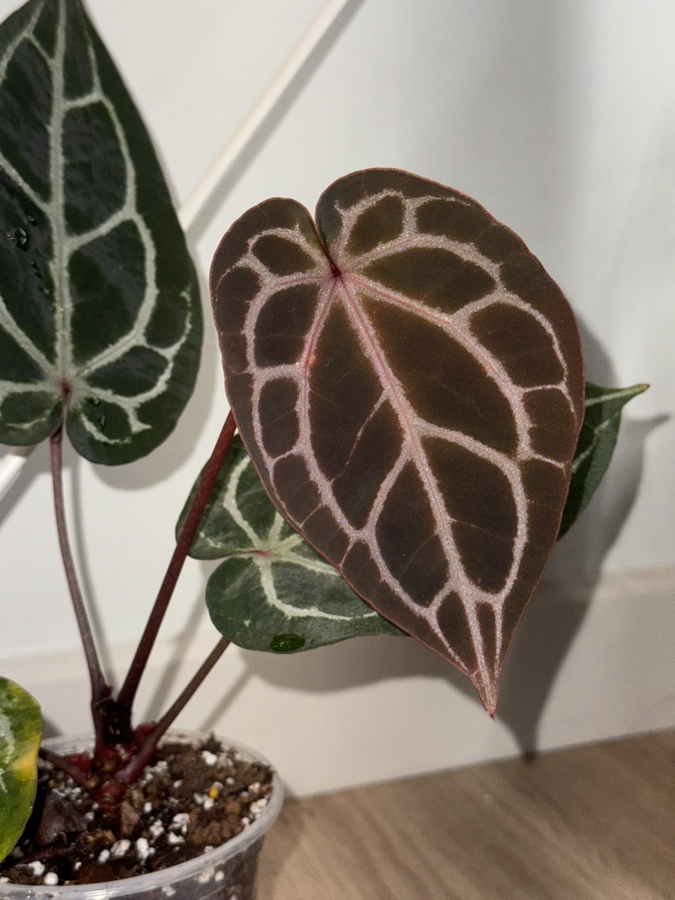 Anthurium Chocolate x red crystal ($420) from @Hahaplant