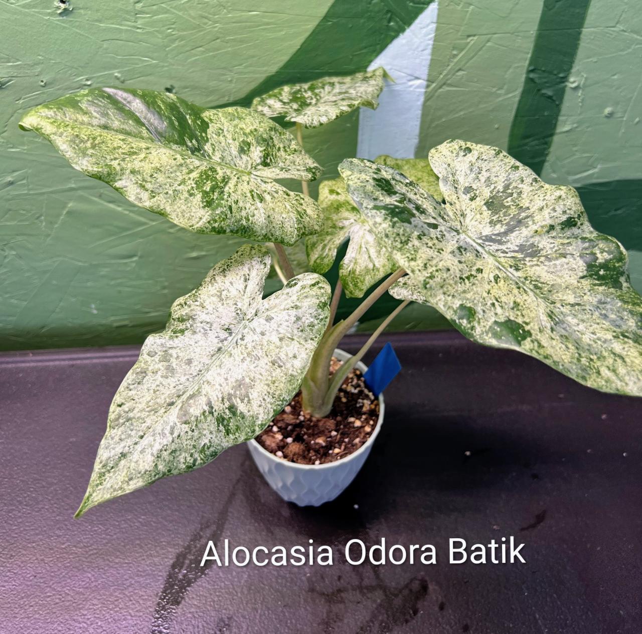 Alocasia Imperial Red ($45) from @YourPlantHaven