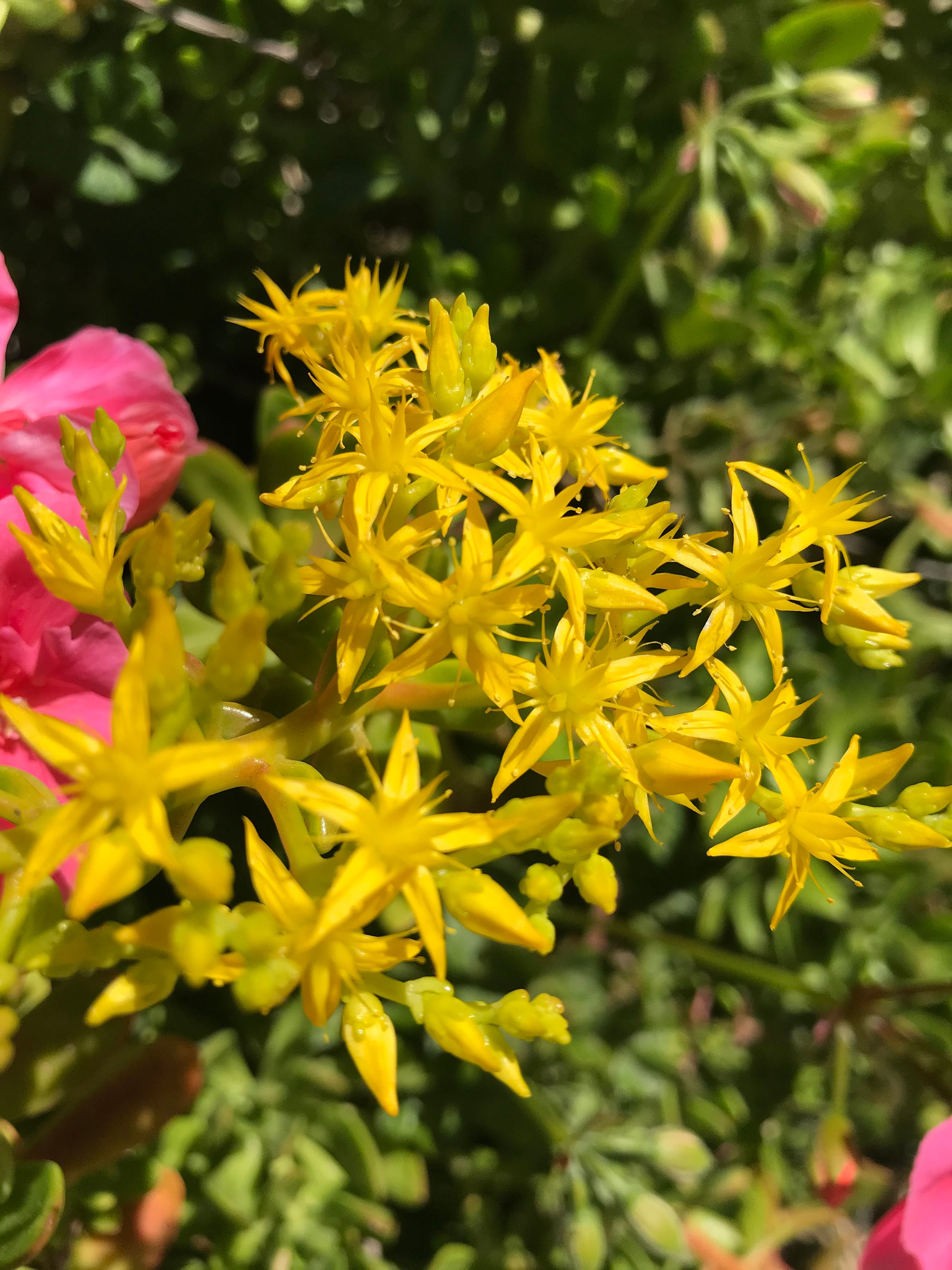 Crassula Ovata (Jade plant) - Yellow flowers ($8) from @CynsSucculents