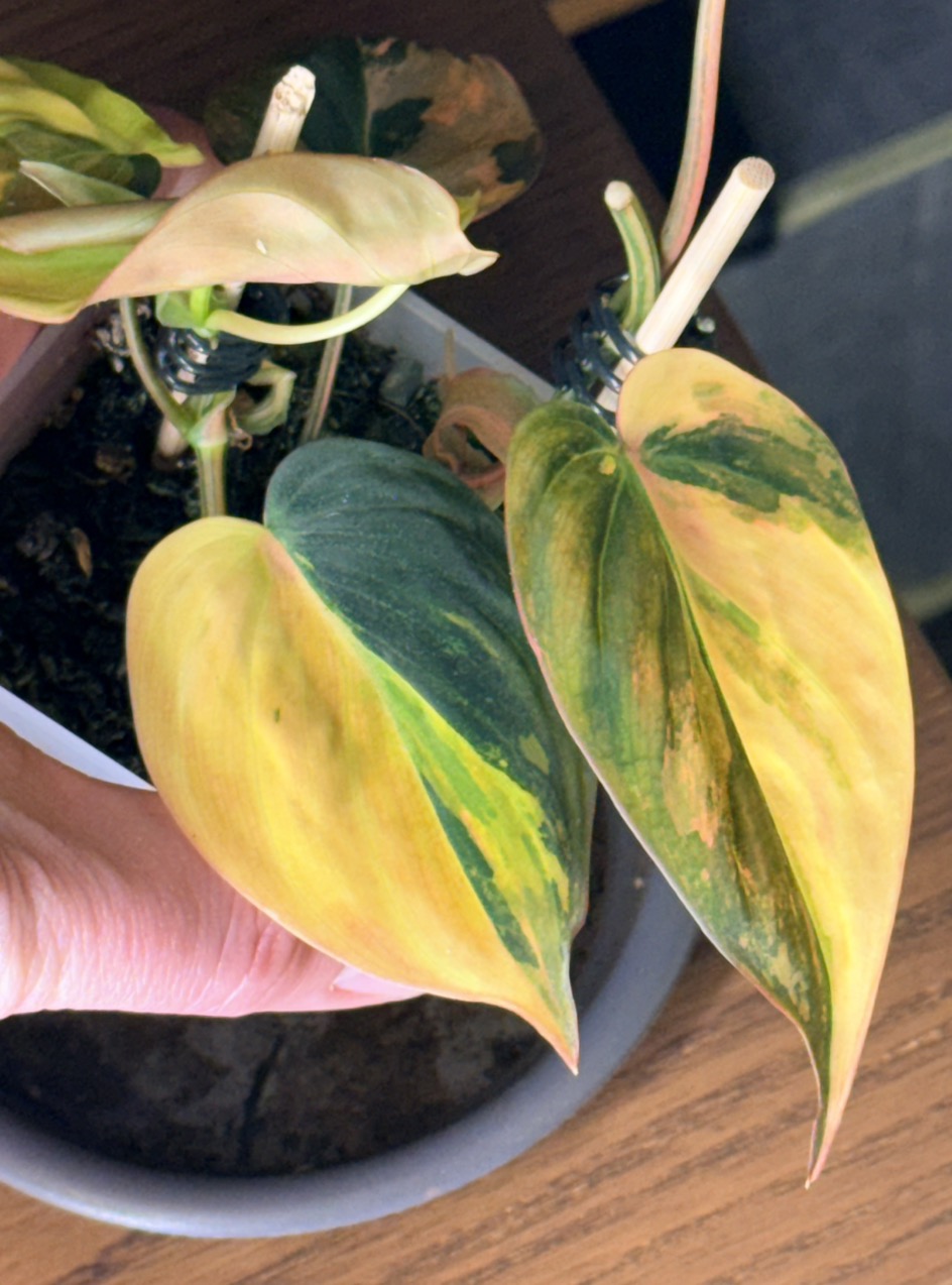 dracena white jewel 4