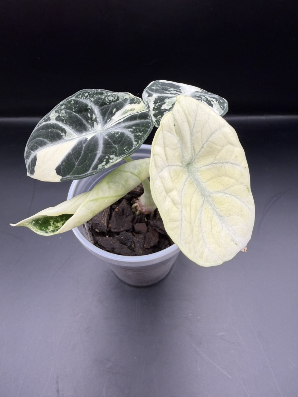 Alocasia Ninja Albo ($325) from @LeafyLeafHawaii