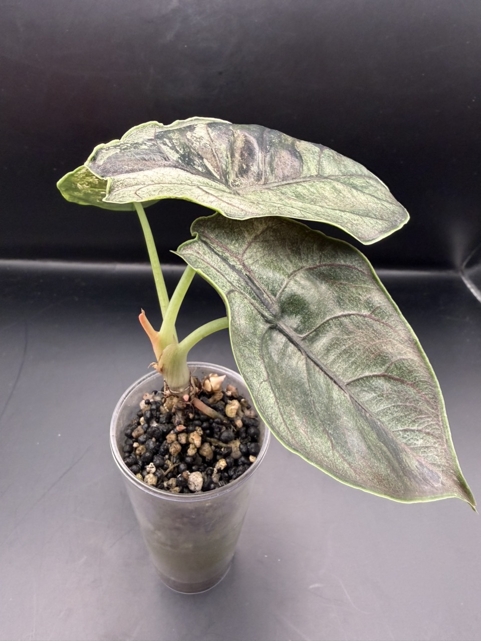 Alocasia Azlanii Pink/Albo ($350) from @LeafyLeafHawaii