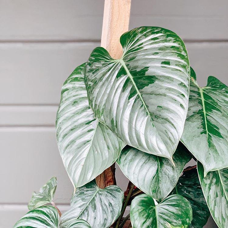 4 Philodendron Sodiroi  Rare Silver-Heart Philodendron | Collector's  Aroid with Shimmering Foliage | Live Indoor Plant by Ishy's Plants ($45)  from @Ishysplants