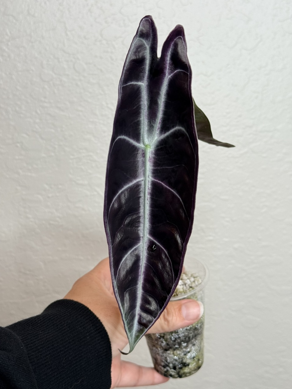 Alocasia Purple Longiloba (Black Cobra) ($125) from @TropicalPlantShop