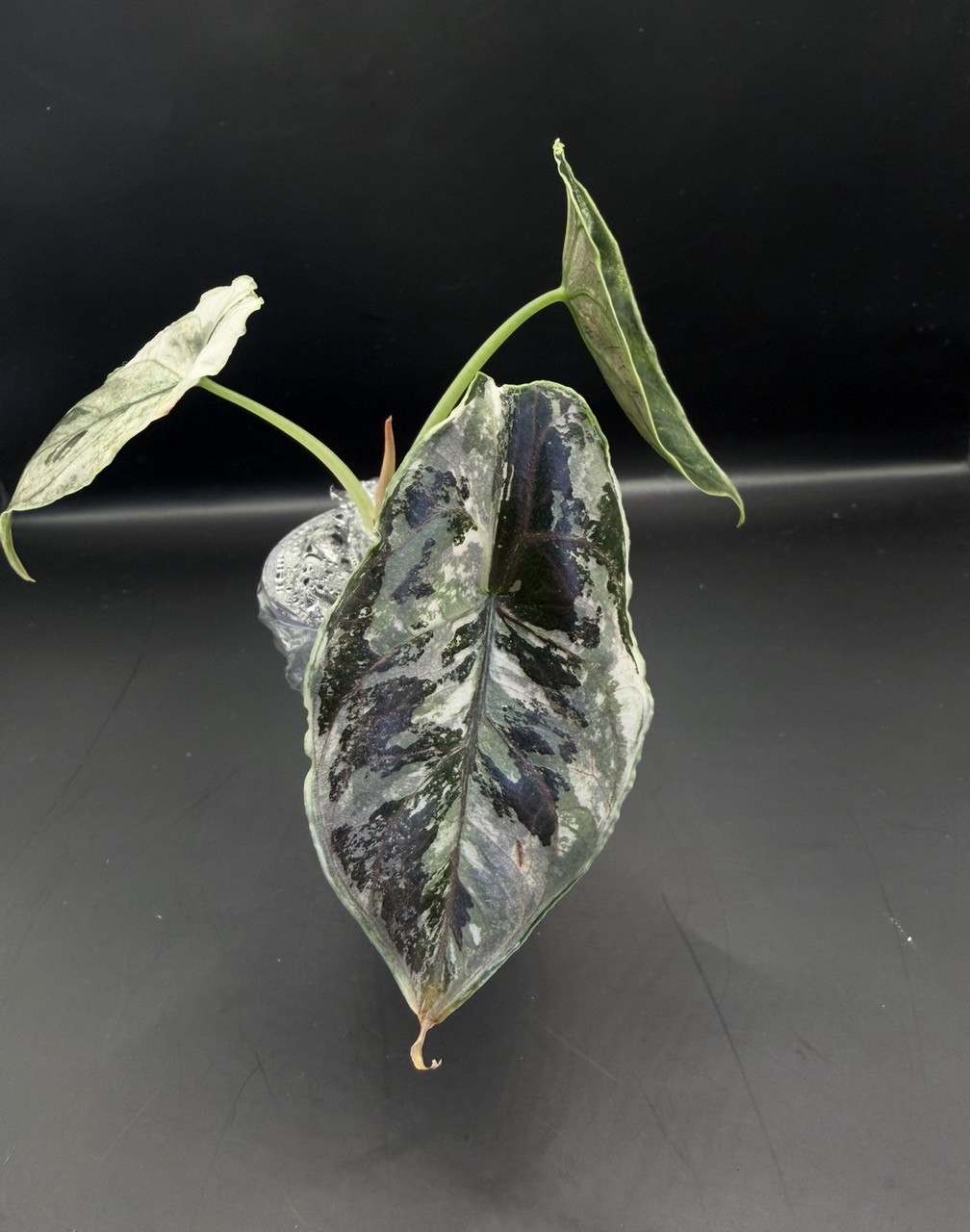 Alocasia Azlanii Pink/Albo ($350) from @LeafyLeafHawaii