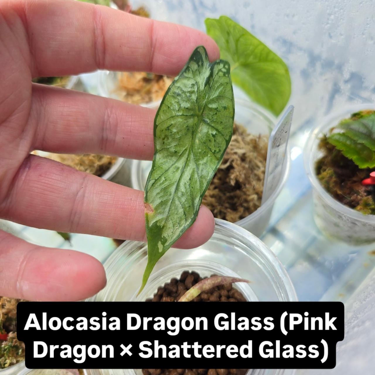 Alocasia Dragon Glass (Pink Dragon x Shattered Glass) - small corm