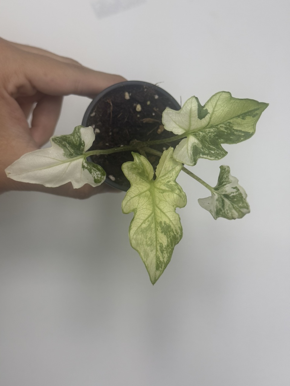 Alocasia Brancifolia (Albo) (Growers Choice) ($325) from