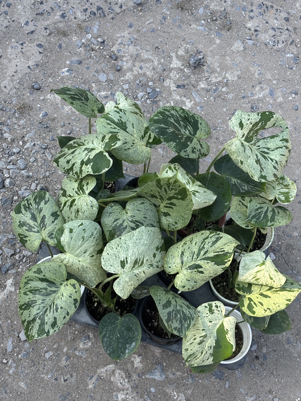 NEW) Alocasia Maharani Albo Tissue Culture Grower's Choice