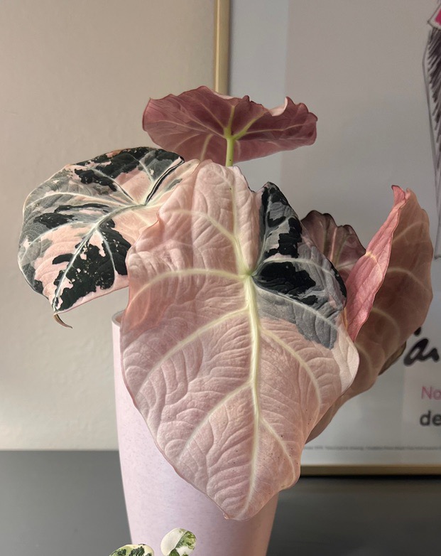 Variegated Alocasia Amazonica Polly Pink Mint ($85) from @Melzaabi